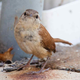 Illustration for article titled These Birds Really Like Looking At Or Near the Camera